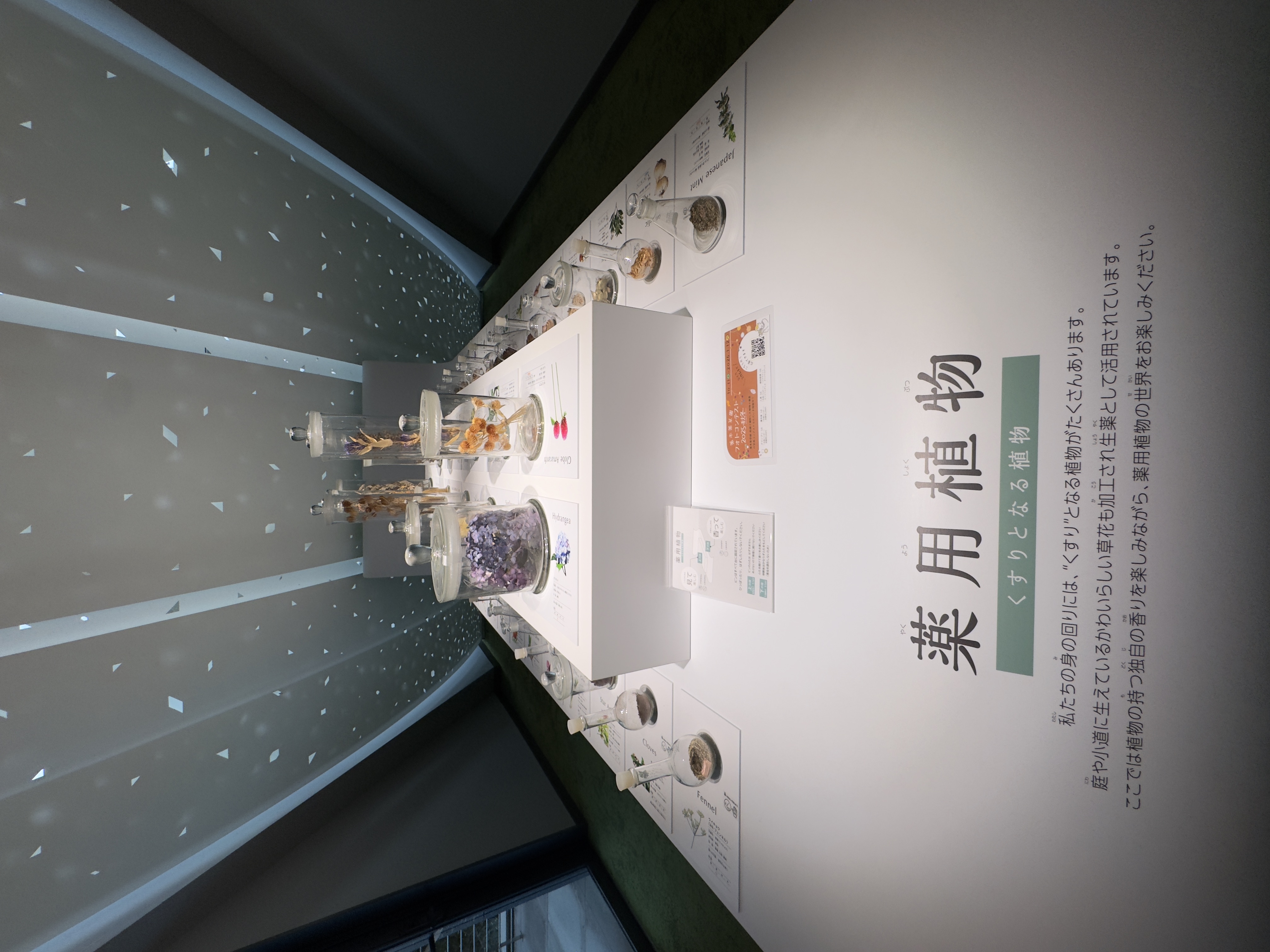 くすり博物館の風景5b